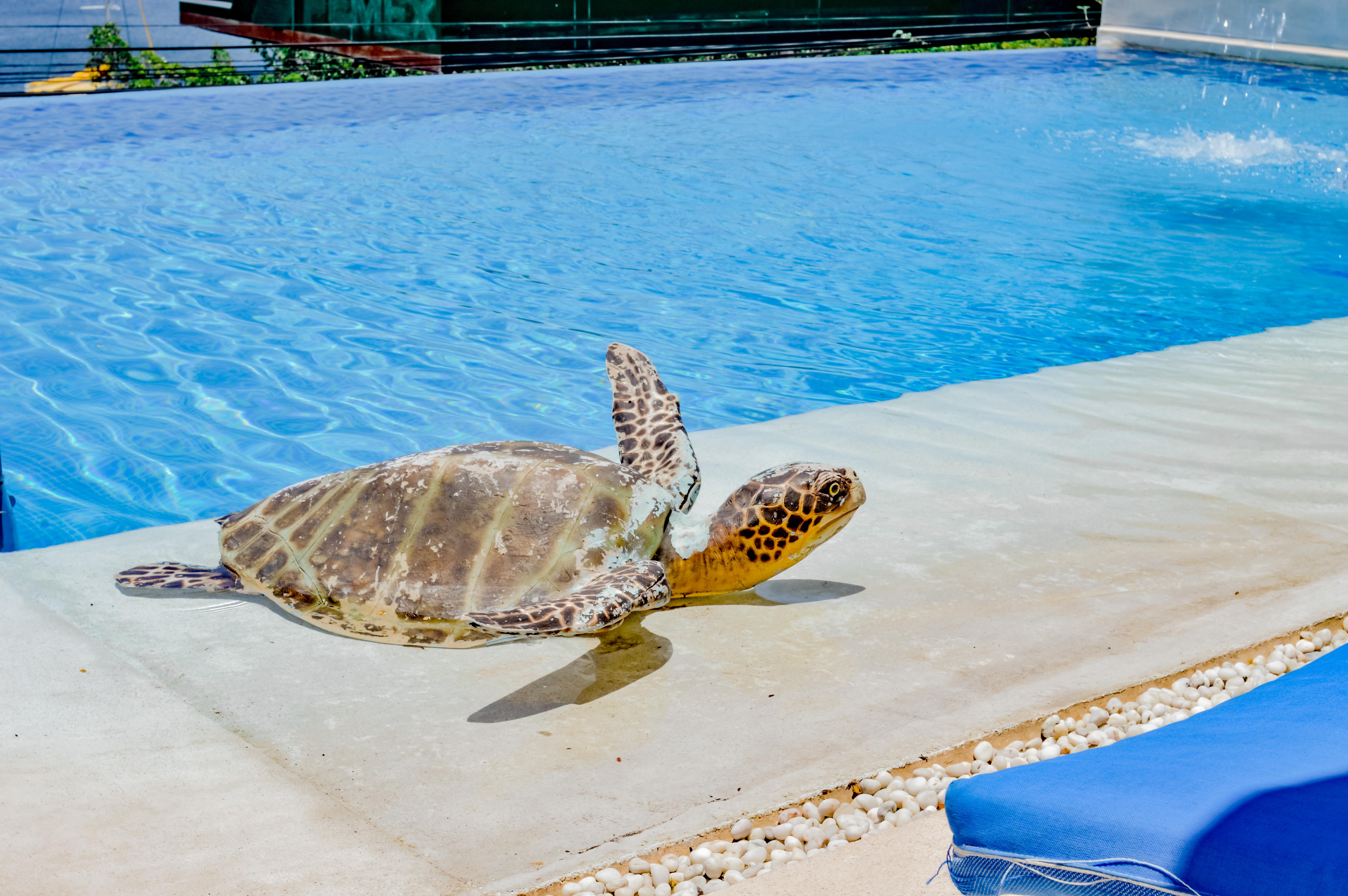 Villa Del Pescador Zihuatanejo Exteriér fotografie